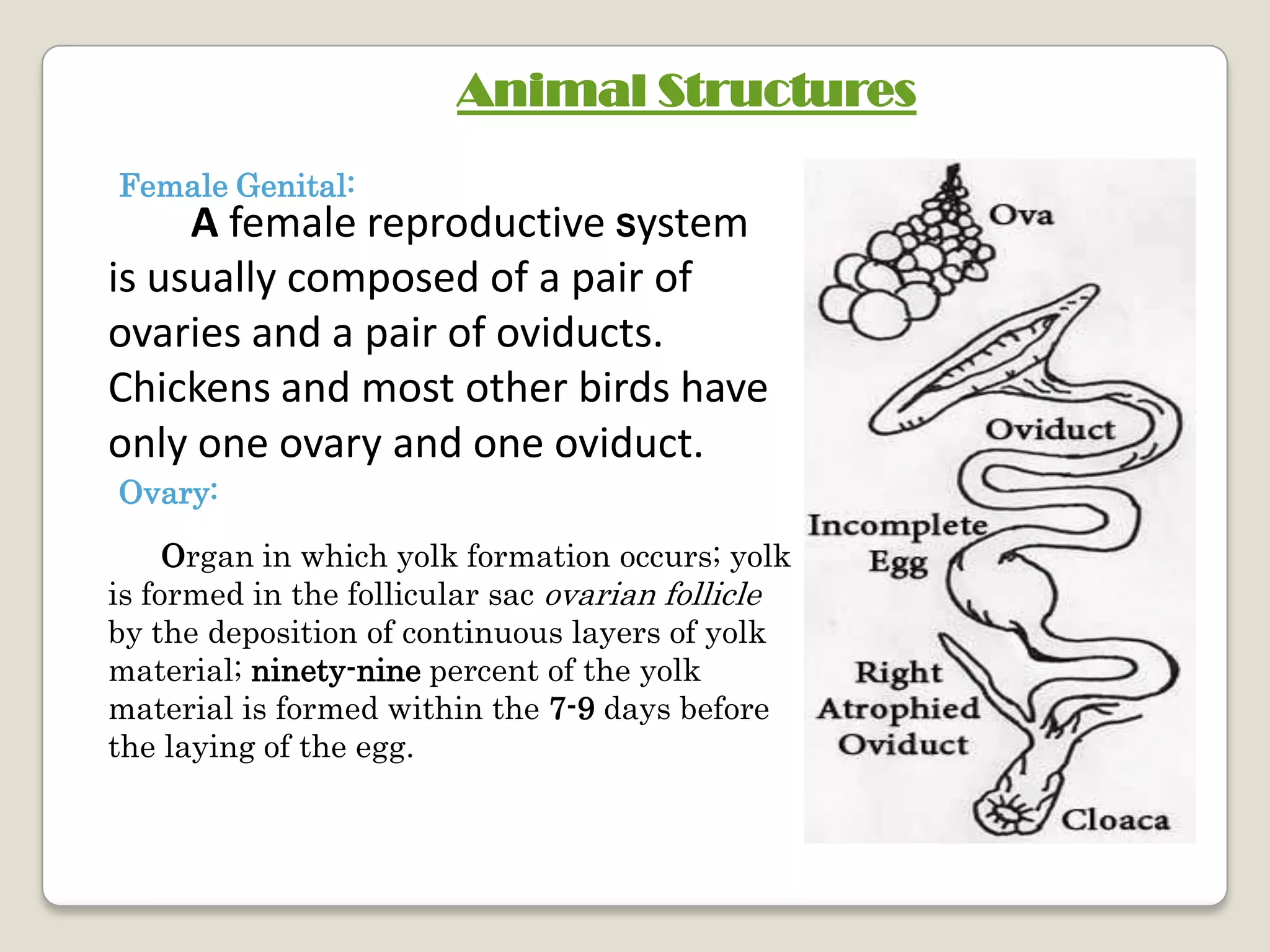 Animal Structures
Female Genital:
     A female reproductive System
is usually composed of a pair of
ovaries and a pair of oviducts.
Chickens and most other birds have
only one ovary and one oviduct.
Ovary:

     Organ in which yolk formation occurs; yolk
is formed in the follicular sac ovarian follicle
by the deposition of continuous layers of yolk
material; ninety-nine percent of the yolk
material is formed within the 7-9 days before
the laying of the egg.
 