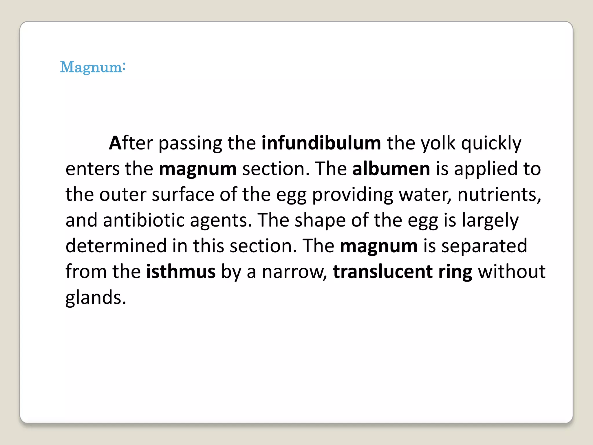 Magnum:




     After passing the infundibulum the yolk quickly
enters the magnum section. The albumen is applied to
the outer surface of the egg providing water, nutrients,
and antibiotic agents. The shape of the egg is largely
determined in this section. The magnum is separated
from the isthmus by a narrow, translucent ring without
glands.
 