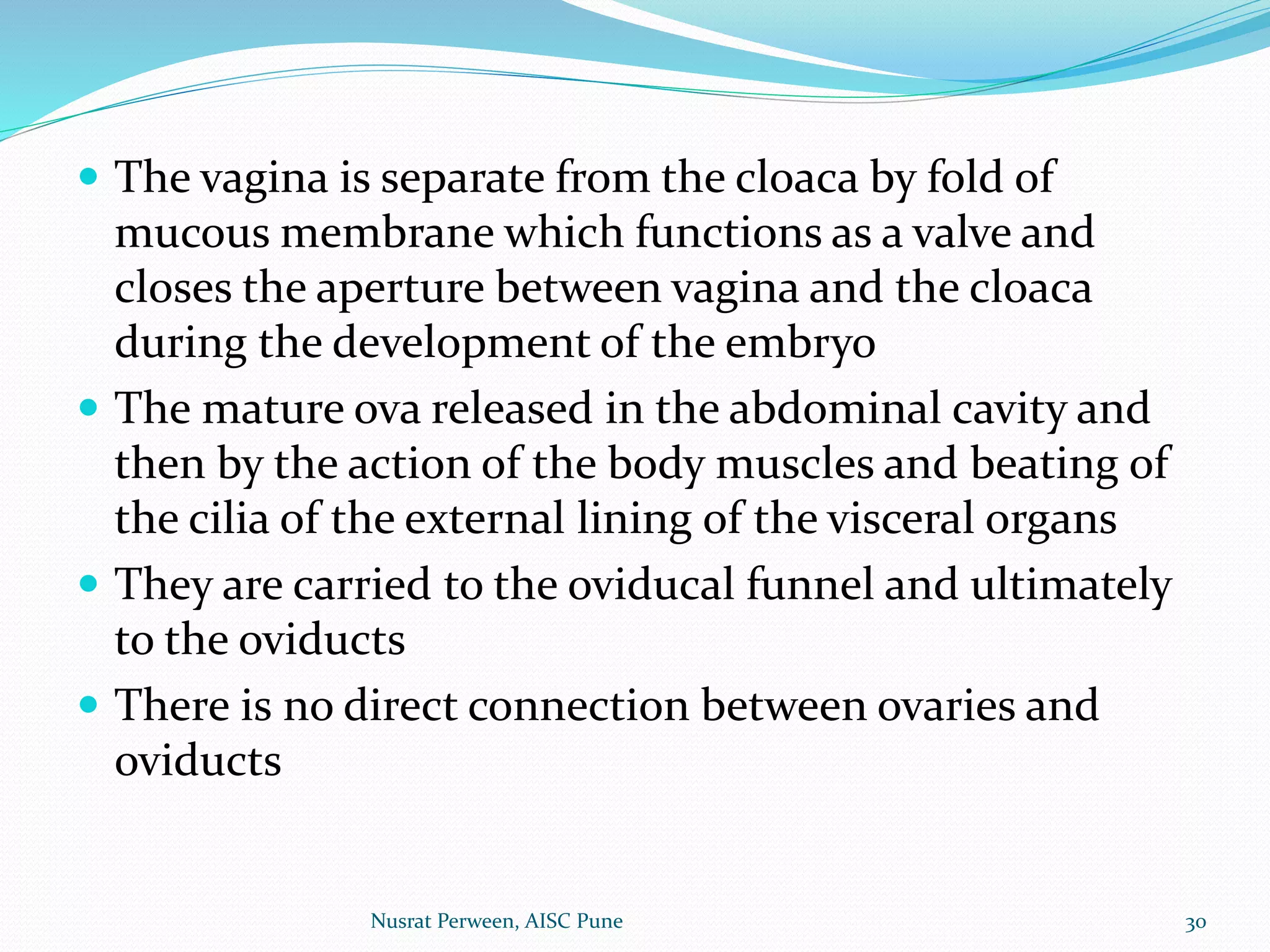 Reproductive system of scoliodon | PPTX
