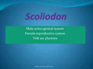 Male urino-genital system
Female reproductive system
Yolk sac placenta
Nusrat Perween, AISC Pune 1
 