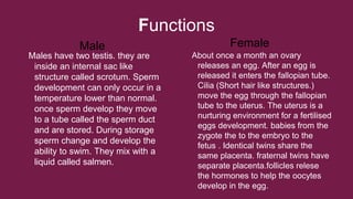 Functions
Male
Males have two testis. they are
inside an internal sac like
structure called scrotum. Sperm
development can only occur in a
temperature lower than normal.
once sperm develop they move
to a tube called the sperm duct
and are stored. During storage
sperm change and develop the
ability to swim. They mix with a
liquid called salmen.

Female
About once a month an ovary
releases an egg. After an egg is
released it enters the fallopian tube.
Cilia (Short hair like structures.)
move the egg through the fallopian
tube to the uterus. The uterus is a
nurturing environment for a fertilised
eggs development. babies from the
zygote the to the embryo to the
fetus . Identical twins share the
same placenta. fraternal twins have
separate placenta.follicles relese
the hormones to help the oocytes
develop in the egg.

 