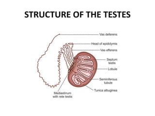 REPRODUCTIVE SYSTEM PHYSIOLOGY pkl 2414437kptx | PPTX