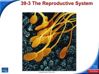 39-3 The Reproductive System Copyright Pearson Prentice Hall 