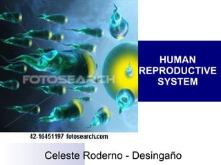 HUMAN REPRODUCTIVE SYSTEM Celeste Roderno - Desingaño 