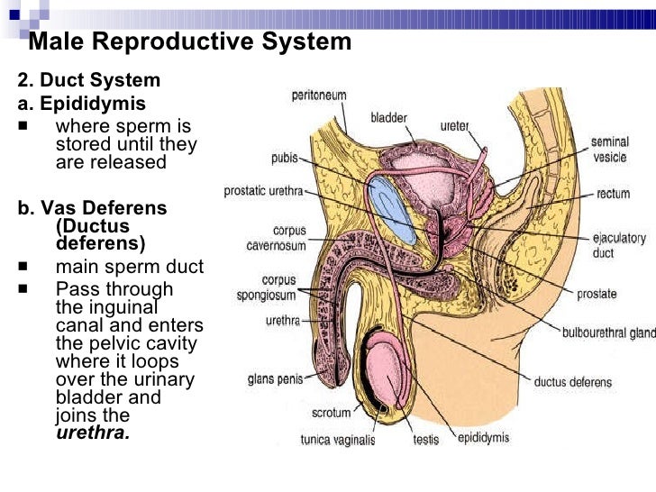 reproductive system 5 728