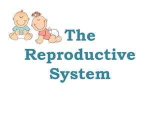 The
Reproductive
System
 