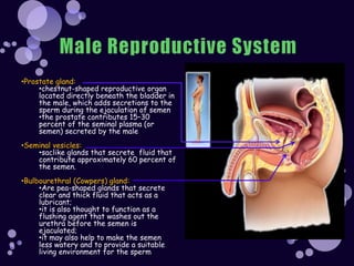 Prostate Chestnut Reproductive system (slide show) | PPSX