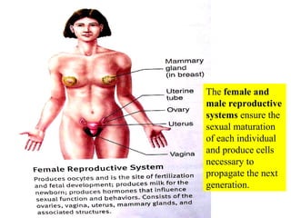The female and
male reproductive
systems ensure the
sexual maturation
of each individual
and produce cells
necessary to
propagate the next
generation.
 
