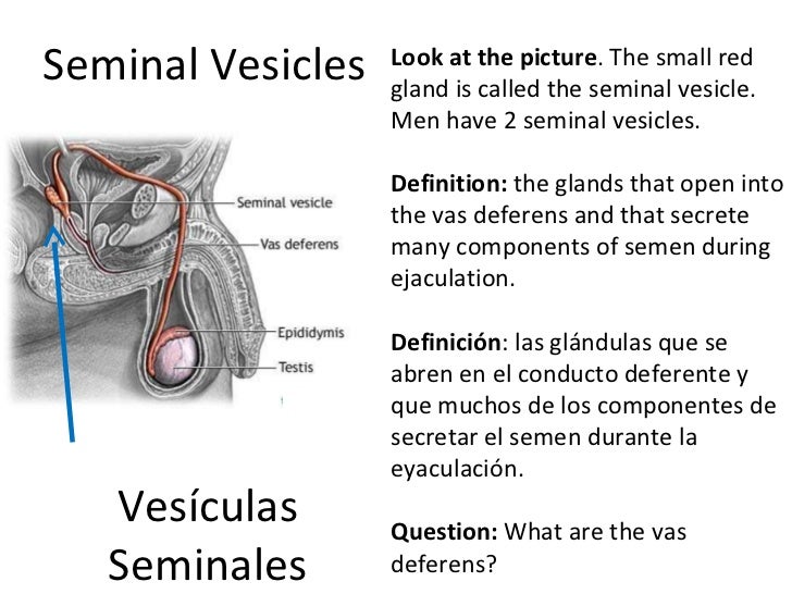 Reproductive systems presentation version 2
