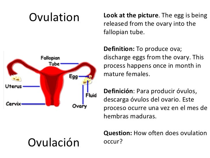 Reproductive systems presentation version 2