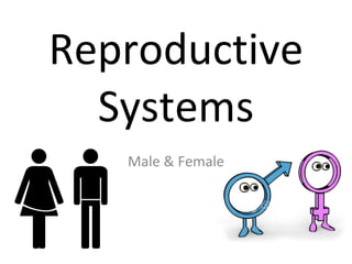 Reproductive Systems Male & Female 