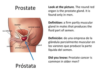 Prostate Próstata Look at the picture . The round red organ is the prostate gland. It is found only in men.  Definition:  a firm partly muscular gland in males that produces the fluid part of semen.   Definición :  de una empresa de la glándula parcialmente muscular en los varones que produce la parte líquida del semen.   Did you know:  Prostate cancer is common in older men? 