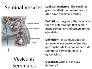 Seminal Vesicles Vesículas Seminales Look at the picture . The small red gland is called the seminal vesicle. Men have 2 seminal vesicles.  Definition:  the   glands that open into the vas deferens and that secrete many components of semen during ejaculation.   Definición :  las glándulas que se abren en el conducto deferente y que muchos de los componentes de secretar el semen durante la eyaculación.   Question:  What are the vas deferens? 