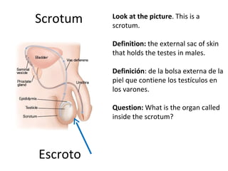 Scrotum Escroto Look at the picture . This is a scrotum.  Definition:  the external sac of skin that holds the testes in males.   Definición :  de la bolsa externa de la piel que contiene los testículos en los varones.   Question:  What is the organ called inside the scrotum? 