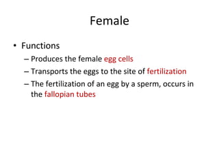 Female Functions Produces the female  egg cells  Transports the eggs to the site of  fertilization The fertilization of an egg by a sperm, occurs in the  fallopian tubes 