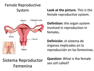 Female Reproductive System Sistema Reproductor Femenina Look at the picture . This is the female reproductive system.  Definition:  the   organ system involved in reproduction in females.    Definición :  el sistema de órganos implicados en la reproducción en las femeninas.   Question:  What is the female sex cell called? 