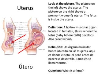 Uterus Útero Look at the picture . The picture on the left shows the uterus. The picture on the right shows a pregnant women’s uterus. The fetus is inside the uterus.  Definition:  A hollow muscular organ located in females , this is where the fetus (baby before birth) develops. Also called womb.   Definición :  Un órgano muscular hueco ubicado en las mujeres, aquí es donde el feto (el bebé antes de nacer) se desarrolla. También se llama vientre.    Question:  What is a fetus? 