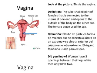 Vagina Vagina Look at the picture . This is the vagina.  Definition:  The tube-shaped part of females that is connected to the uterus at one end and opens to the outside of the body on the other end. The female organ used for sex.    Definición :  El tubo de parte en forma de mujeres que se conecta al útero en un extremo y se abre al exterior del cuerpo en el otro extremo. El órgano femenino usado para el sexo.   Did you Know?  Women have 3 openings between their legs while men only have two. 