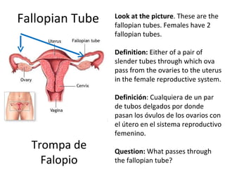 Fallopian Tube Trompa de Falopio Look at the picture . These are the fallopian tubes. Females have 2 fallopian tubes.  Definition:  Either of a pair of slender tubes through which ova pass from the ovaries to the uterus in the female reproductive system.    Definición :  Cualquiera de un par de tubos delgados por donde pasan los óvulos de los ovarios con el útero en el sistema reproductivo femenino. Question:  What passes through the fallopian tube? 
