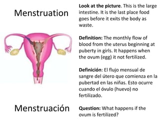 Menstruation Menstruación Look at the picture . This is the large intestine. It is the last place food goes before it exits the body as waste.  Definition:  The monthly flow of blood from the uterus beginning at puberty in girls. It happens when the ovum (egg) it not fertilized.    Definición :  El flujo mensual de sangre del útero que comienza en la pubertad en las niñas. Esto ocurre cuando el óvulo (huevo) no fertilizado.   Question:  What happens if the ovum is fertilized? 