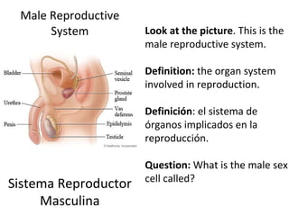 Male Reproductive System Sistema Reproductor Masculina Look at the picture . This is the male reproductive system.  Definition:  the   organ system involved in reproduction.    Definición :  el sistema de órganos implicados en la reproducción.   Question:  What is the male sex cell called? 