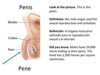 Penis Pene Look at the picture . This is the penis.  Definition:  the male organ used for sexual reproduction and urination.    Definición :  el órgano masculino utilizado para la reproducción sexual y la micción.   Did you know:  Males have 24,000 nerve ending in their penis. The hand has 2,500 nerves per square centimeter.  