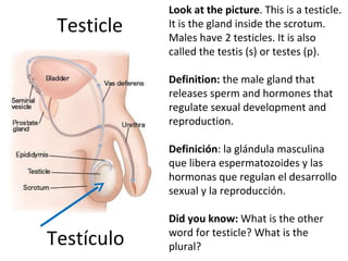 Testicle Testículo Look at the picture . This is a testicle. It is the gland inside the scrotum. Males have 2 testicles. It is also called the testis (s) or testes (p).  Definition:  the male gland that releases sperm and hormones that regulate sexual development and reproduction.    Definición :  la glándula masculina que libera espermatozoides y las hormonas que regulan el desarrollo sexual y la reproducción.   Did you know:  What is the other word for testicle? What is the plural? 