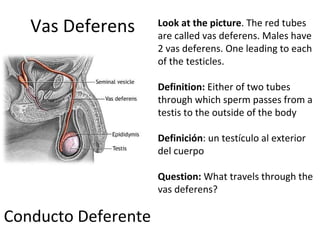 Vas Deferens Conducto Deferente Look at the picture . The red tubes are called vas deferens. Males have 2 vas deferens. One leading to each of the testicles.  Definition:  Either of two tubes through which sperm passes from a testis to the outside of the body   Definición :  un testículo al exterior del cuerpo   Question:  What travels through the vas deferens? 