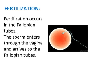 FERTILIZATION:
Fertilization occurs
in the Fallopian
tubes.
The sperm enters
through the vagina
and arrives to the
Fallopian tubes.
 