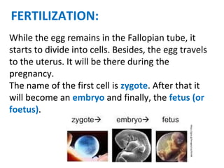 FERTILIZATION:
While the egg remains in the Fallopian tube, it
starts to divide into cells. Besides, the egg travels
to the uterus. It will be there during the
pregnancy.
The name of the first cell is zygote. After that it
will become an embryo and finally, the fetus (or
foetus).
https://goo.gl/images/cyU5mM
 