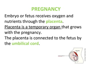 PREGNANCY
https://kids.kiddle.co/Placenta
Embryo or fetus receives oxygen and
nutrients through the placenta.
Placenta is a temporary organ that grows
with the pregnancy.
The placenta is connected to the fetus by
the umbilical cord.
 