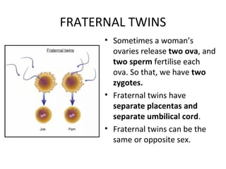FRATERNAL TWINS
• Sometimes a woman’s
ovaries release two ova, and
two sperm fertilise each
ova. So that, we have two
zygotes.
• Fraternal twins have
separate placentas and
separate umbilical cord.
• Fraternal twins can be the
same or opposite sex.
 