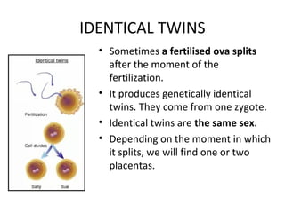 IDENTICAL TWINS
• Sometimes a fertilised ova splits
after the moment of the
fertilization.
• It produces genetically identical
twins. They come from one zygote.
• Identical twins are the same sex.
• Depending on the moment in which
it splits, we will find one or two
placentas.
 