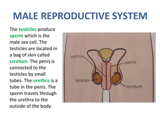 MALE REPRODUCTIVE SYSTEM
The testicles produce
sperm which is the
male sex cell. The
testicles are located in
a bag of skin called
scrotum. The penis is
connected to the
testicles by small
tubes. The urethra is a
tube in the penis. The
sperm travels through
the urethra to the
outside of the body.
 