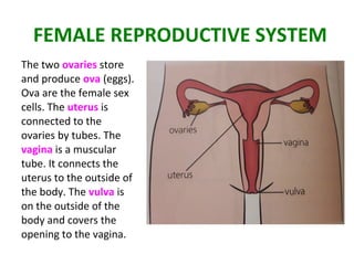 FEMALE REPRODUCTIVE SYSTEM
The two ovaries store
and produce ova (eggs).
Ova are the female sex
cells. The uterus is
connected to the
ovaries by tubes. The
vagina is a muscular
tube. It connects the
uterus to the outside of
the body. The vulva is
on the outside of the
body and covers the
opening to the vagina.
 
