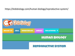 https://kidsbiology.com/human-biology/reproductive-system/
 