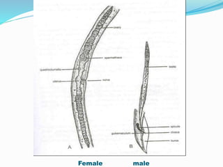 Morphology of male nematode. A, C, D. Various view of male tails with