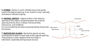 Hymen In Female Comprehensive Overview of the Human Reproductive System: Female and ...