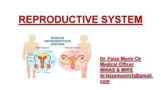 Reproductive sytem anatomy