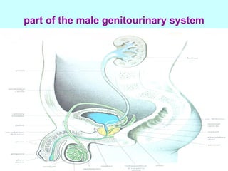 Genitory System part of the male genitourinary system REPRODUCTIVE TERMINOLOGY.pdf