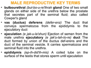 part of the male genitourinary system REPRODUCTIVE TERMINOLOGY.pdf