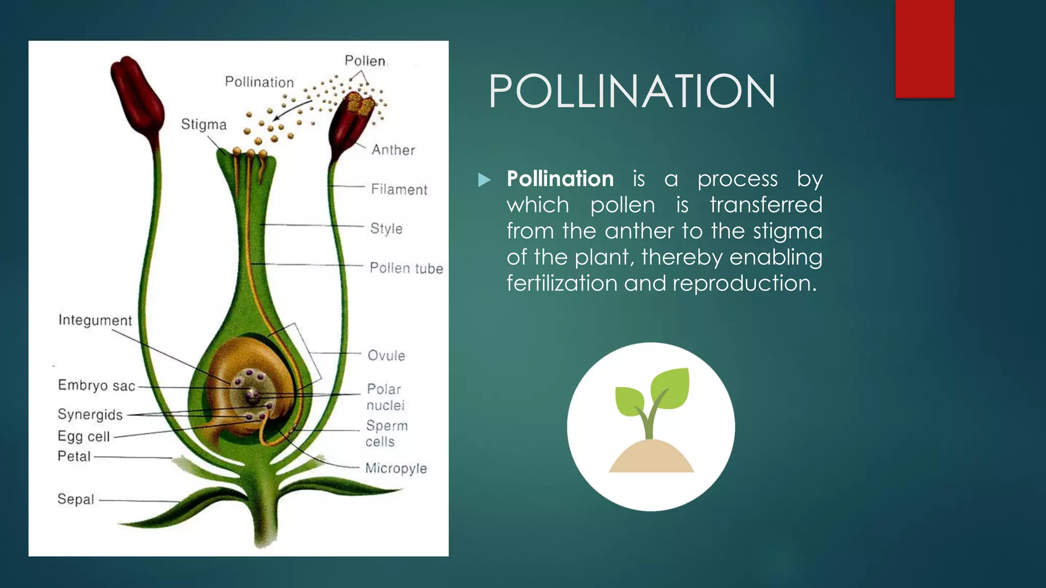 POLLINATION
 Pollination is a process by
which pollen is transferred
from the anther to the stigma
of the plant, thereby enabling
fertilization and reproduction.
 