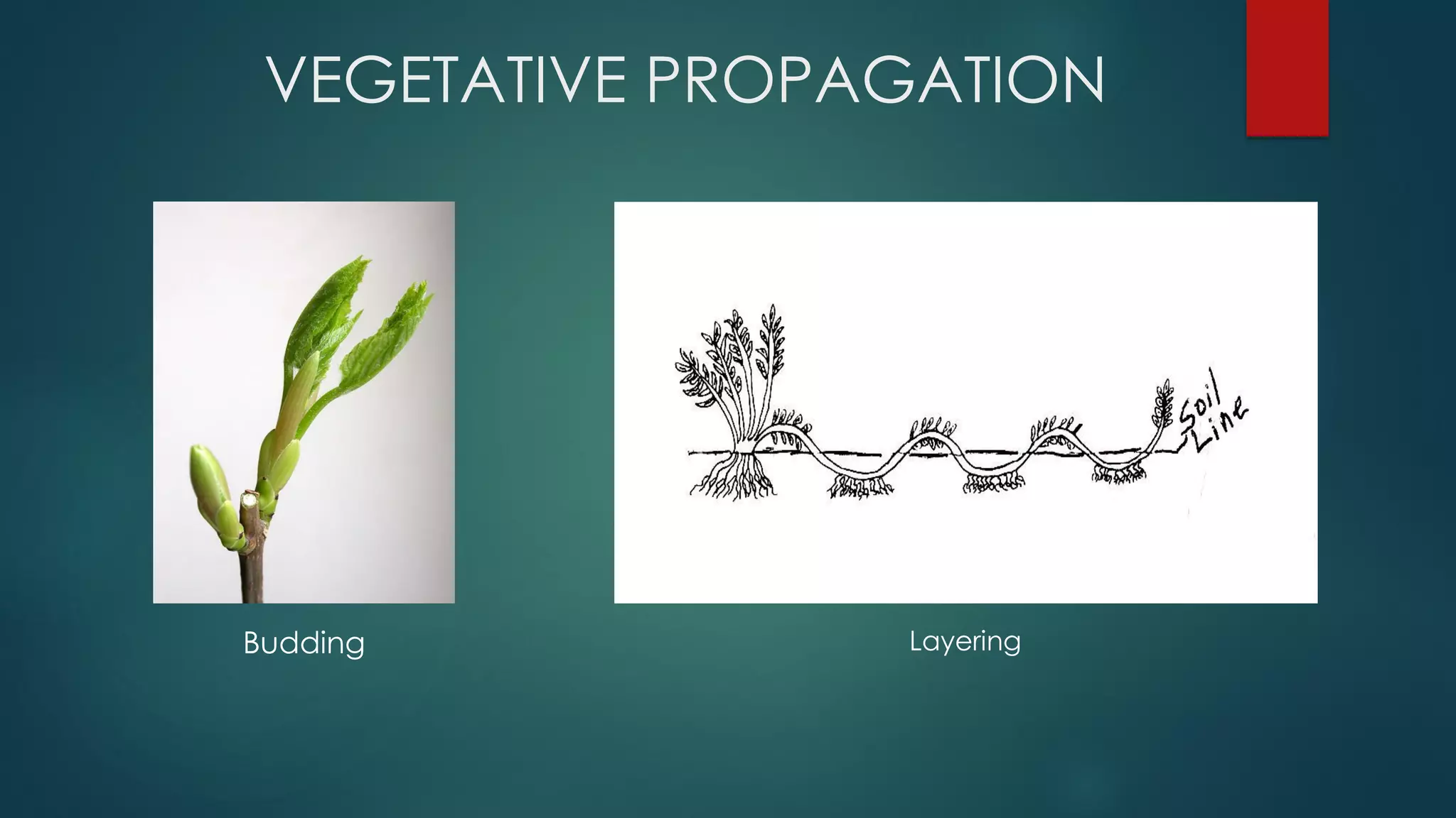 VEGETATIVE PROPAGATION
Budding Layering
 