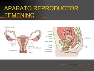 APARATO REPRODUCTOR
FEMENINO
 