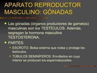 APARATO REPRODUCTOR
MASCULINO: GÓNADAS
   Las gónadas (órganos productores de gametos)
    masculinas son los TESTÍCULOS. Además,
    segregan la hormona masculina
    TESTOSTERONA.
   PARTES:
       ESCROTO: Bolsa externa que rodea y protege los
        testículos.
       TÚBULOS SEMINÍFEROS: Enrollados en cuyo
        interior se producen los espermatozoides.
 