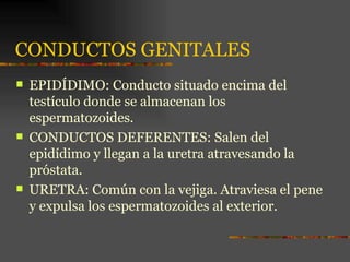 CONDUCTOS GENITALES
   EPIDÍDIMO: Conducto situado encima del
    testículo donde se almacenan los
    espermatozoides.
   CONDUCTOS DEFERENTES: Salen del
    epidídimo y llegan a la uretra atravesando la
    próstata.
   URETRA: Común con la vejiga. Atraviesa el pene
    y expulsa los espermatozoides al exterior.
 