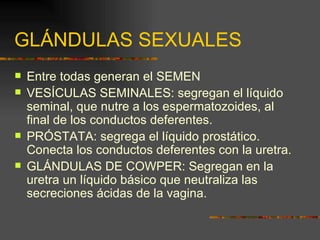 GLÁNDULAS SEXUALES
   Entre todas generan el SEMEN
   VESÍCULAS SEMINALES: segregan el líquido
    seminal, que nutre a los espermatozoides, al
    final de los conductos deferentes.
   PRÓSTATA: segrega el líquido prostático.
    Conecta los conductos deferentes con la uretra.
   GLÁNDULAS DE COWPER: Segregan en la
    uretra un líquido básico que neutraliza las
    secreciones ácidas de la vagina.
 