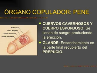 ÓRGANO COPULADOR: PENE
           CUERVOS CAVERNOSOS Y
            CUERPO ESPONJOSO: Se
            llenan de sangre produciendo
            la erección.
           GLANDE: Ensanchamiento en
            la parte final recubierto del
            PREPUCIO.
 