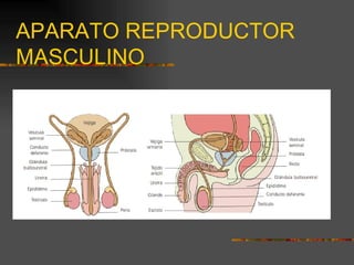 APARATO REPRODUCTOR
MASCULINO
 