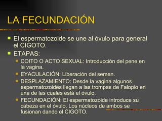 LA FECUNDACIÓN
   El espermatozoide se une al óvulo para general
    el CIGOTO.
   ETAPAS:
       COITO O ACTO SEXUAL: Introducción del pene en
        la vagina.
       EYACULACIÓN: Liberación del semen.
       DESPLAZAMIENTO: Desde la vagina algunos
        espermatozoides llegan a las trompas de Falopio en
        una de las cuales está el óvulo.
       FECUNDACIÓN: El espermatozoide introduce su
        cabeza en el óvulo. Los núcleos de ambos se
        fusionan dando el CIGOTO.
 